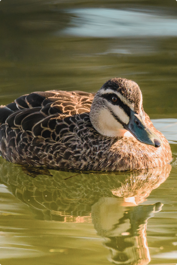 A Pacific Black Duck swims in water