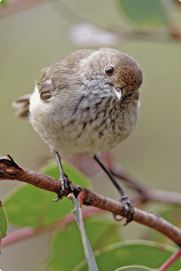 Brown Thornbill perched on a branch looking inquisitive