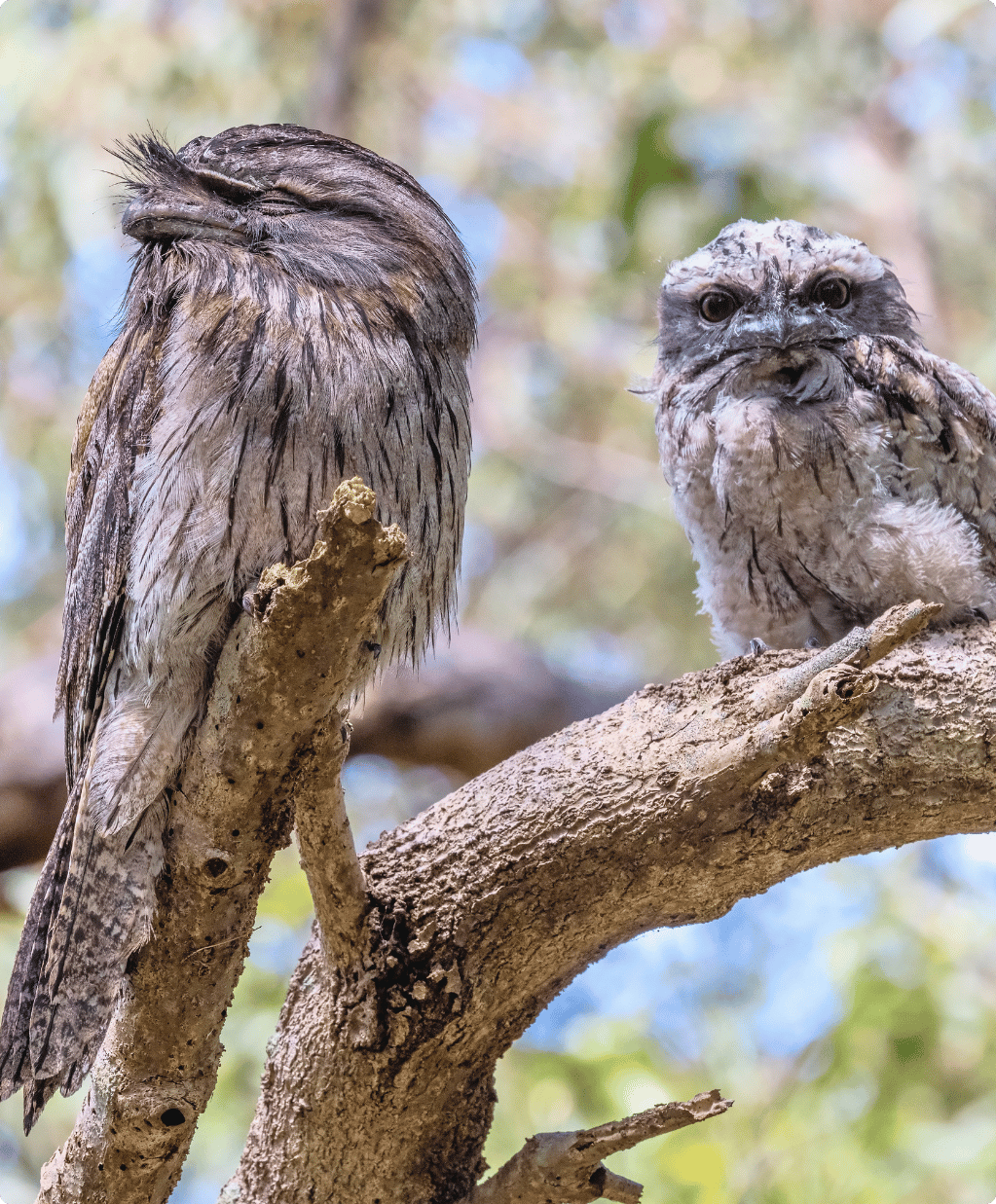 An adult and chick Tawny Frogmouth are perched on a branch