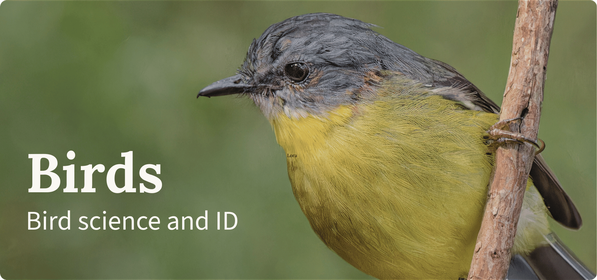 Eastern Yellow Robin perched on a branch