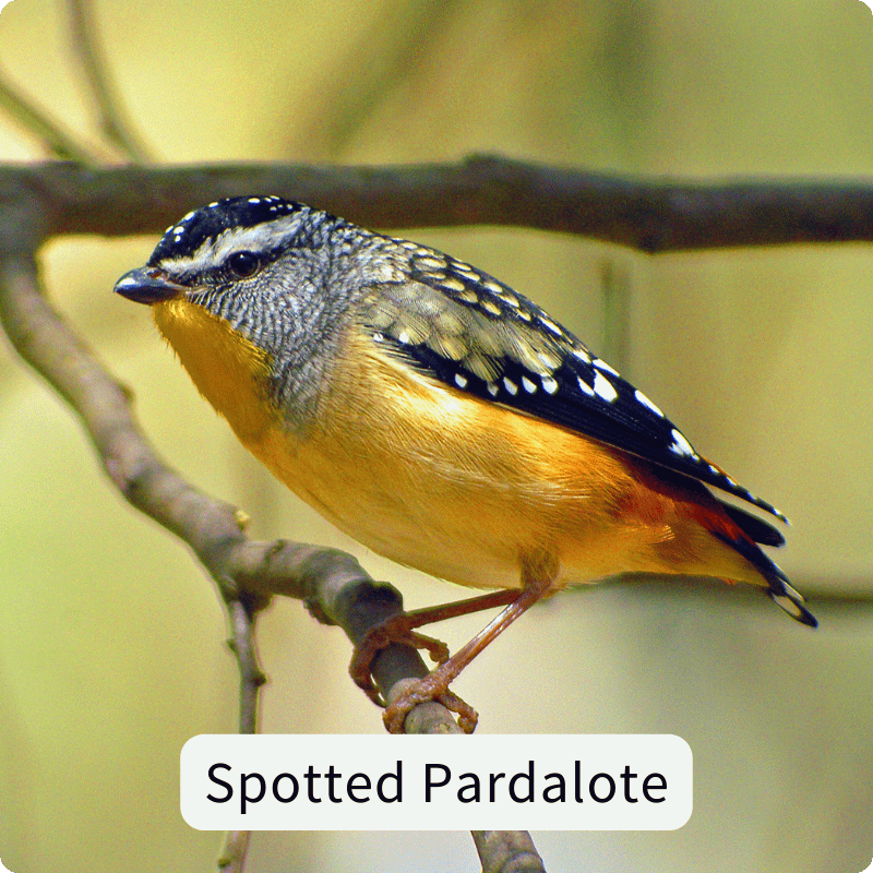Store cardinia walk pardalote.png