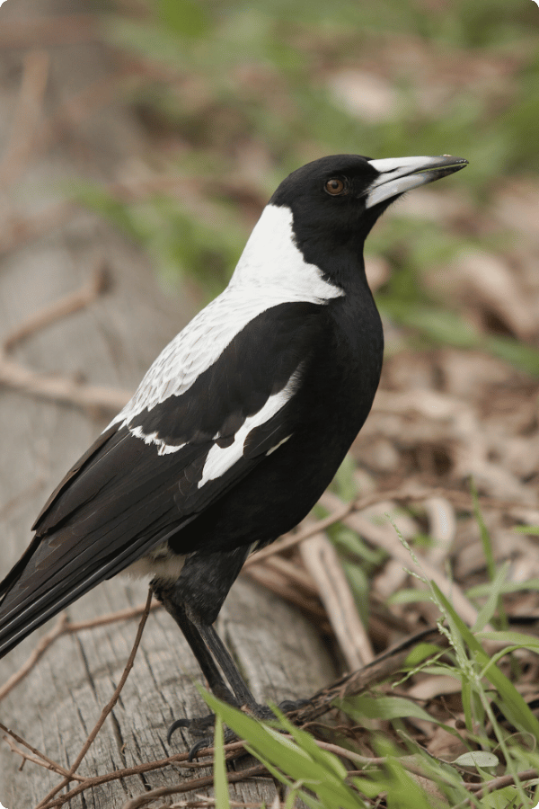 An Australian Magpie is standing on a grassy patch of ground