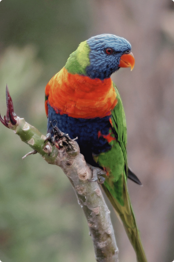 Rainbow Lorikeet on a branch