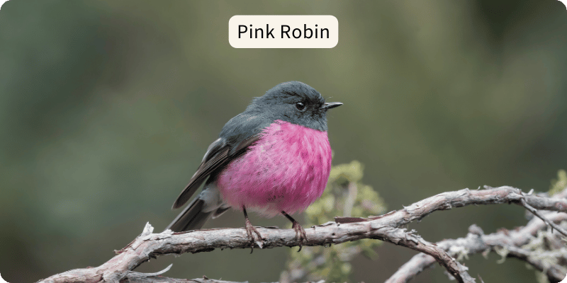 Photo of a male Pink Robin