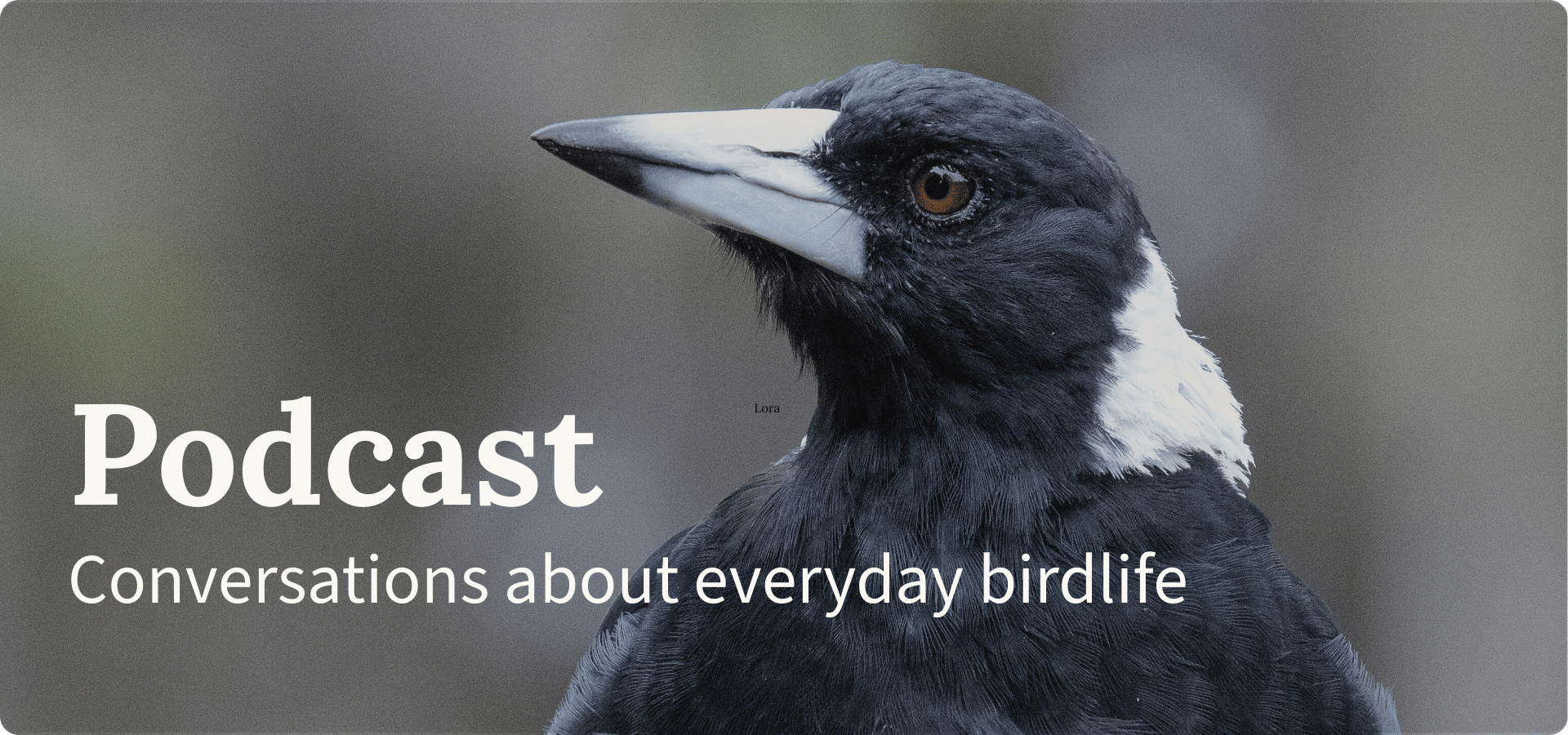 Photo of an Australian Magpie with text Podcast - conversations about everyday birdlife
