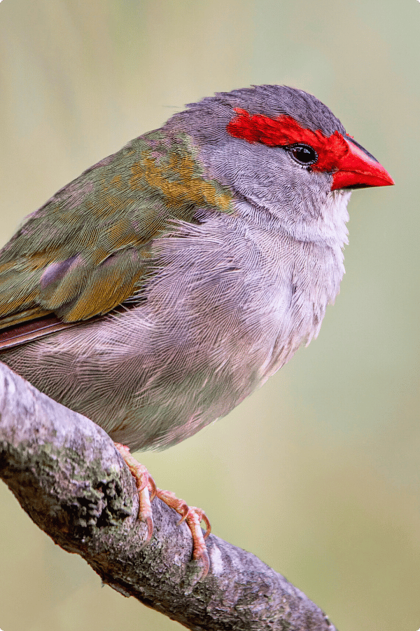 A Red-browed Finch is perched on a branch