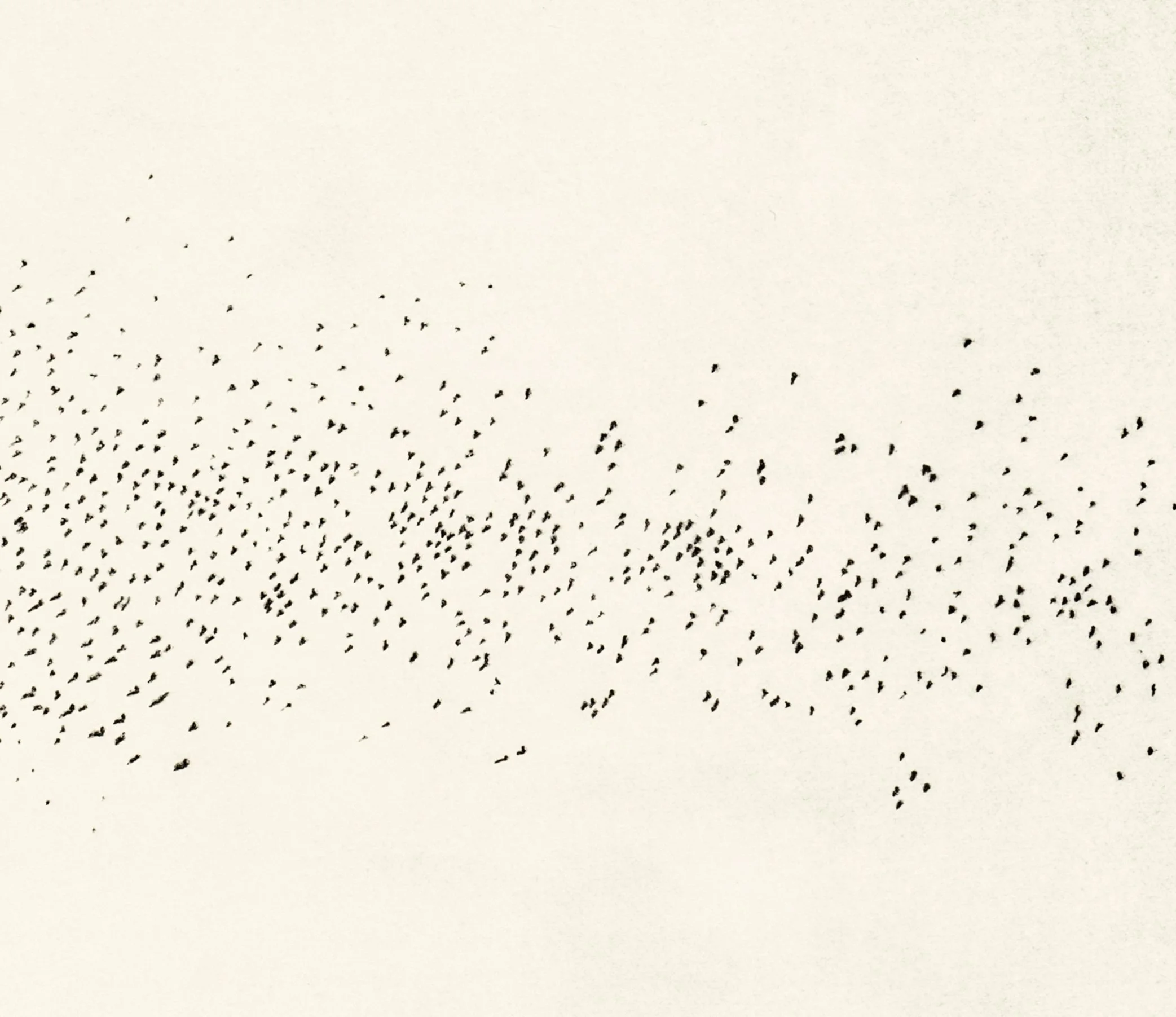 murmuration v e.jpg