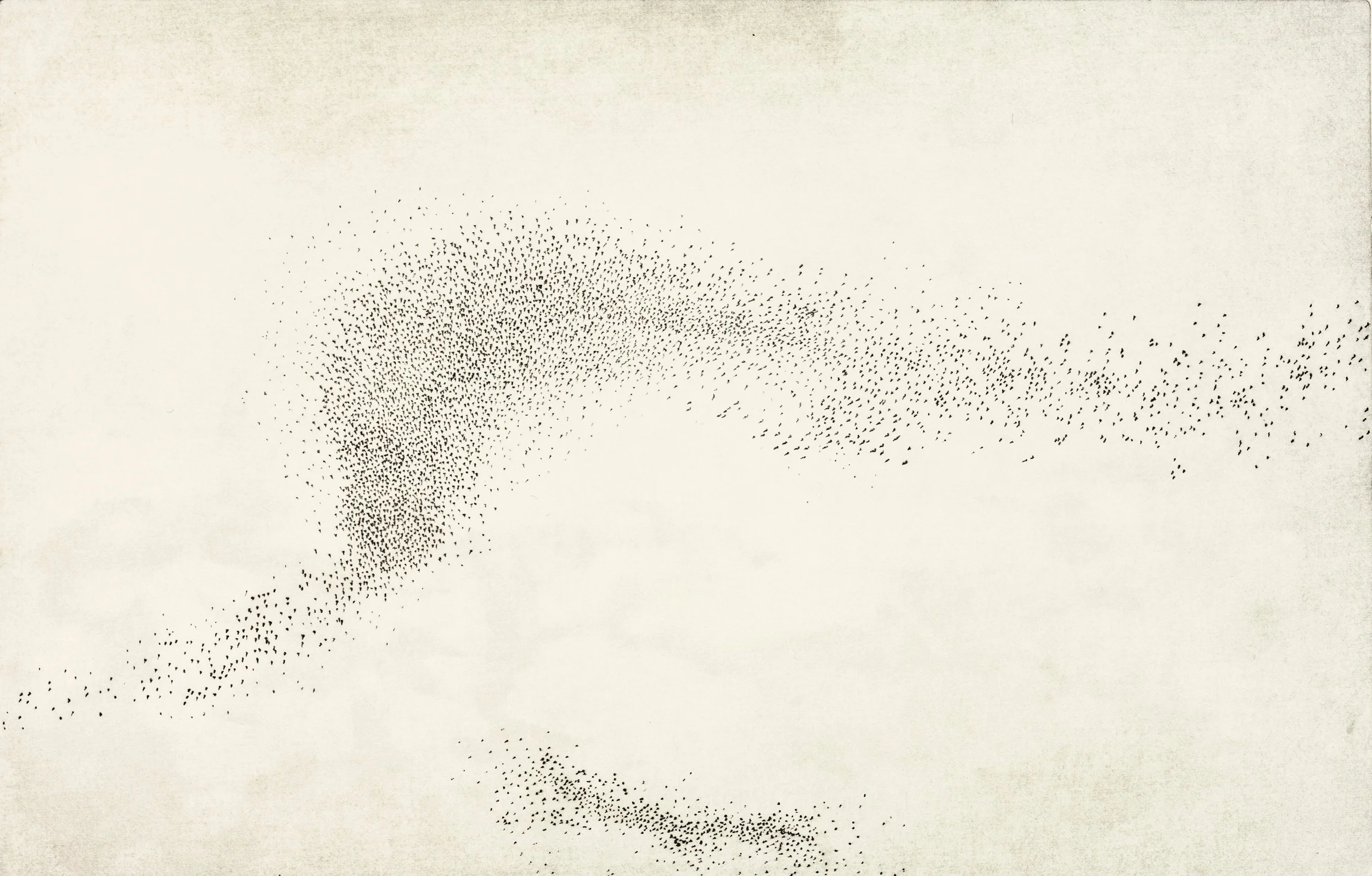 murmuration v b.jpg