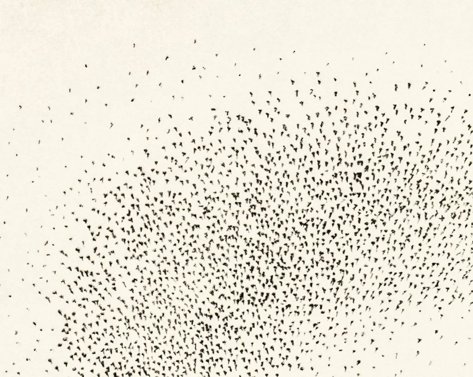 murmuration v d.jpg