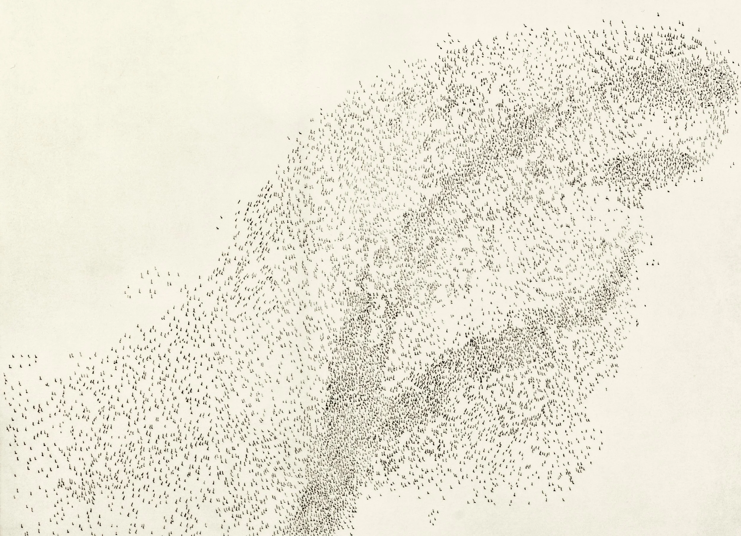 murmuration ii b.jpg