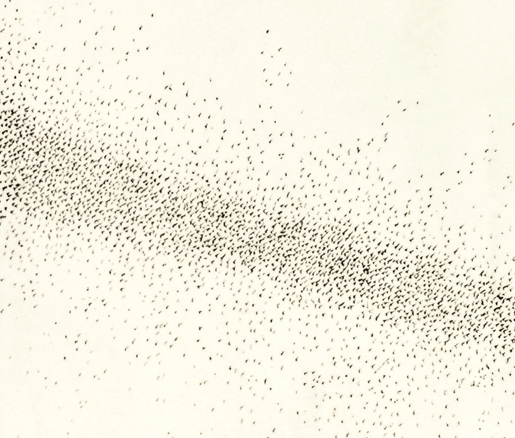 murmuration vi d.jpg