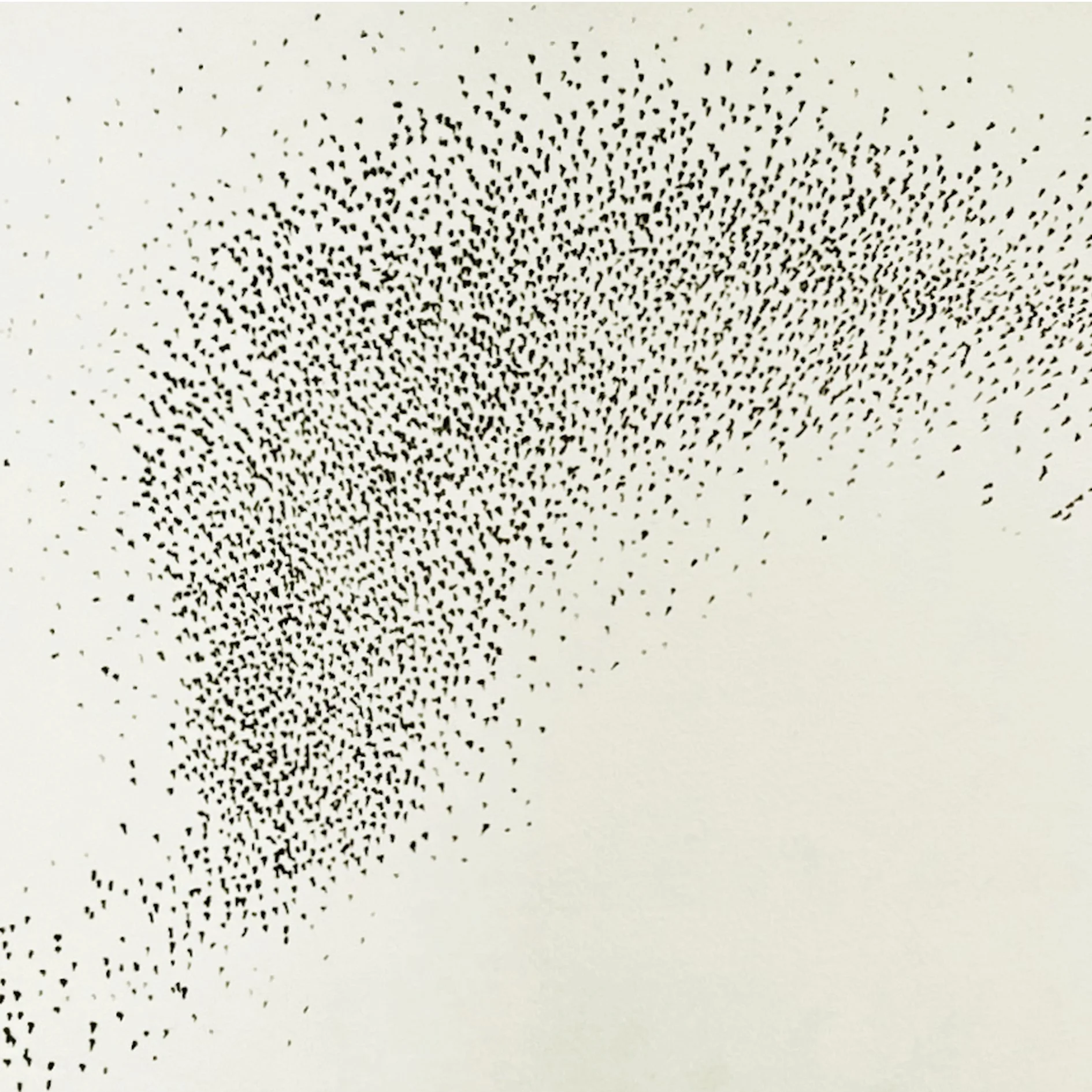 murmuration v c detail.jpg