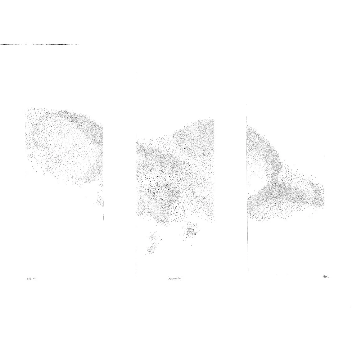Murmuration state ii a.jpg