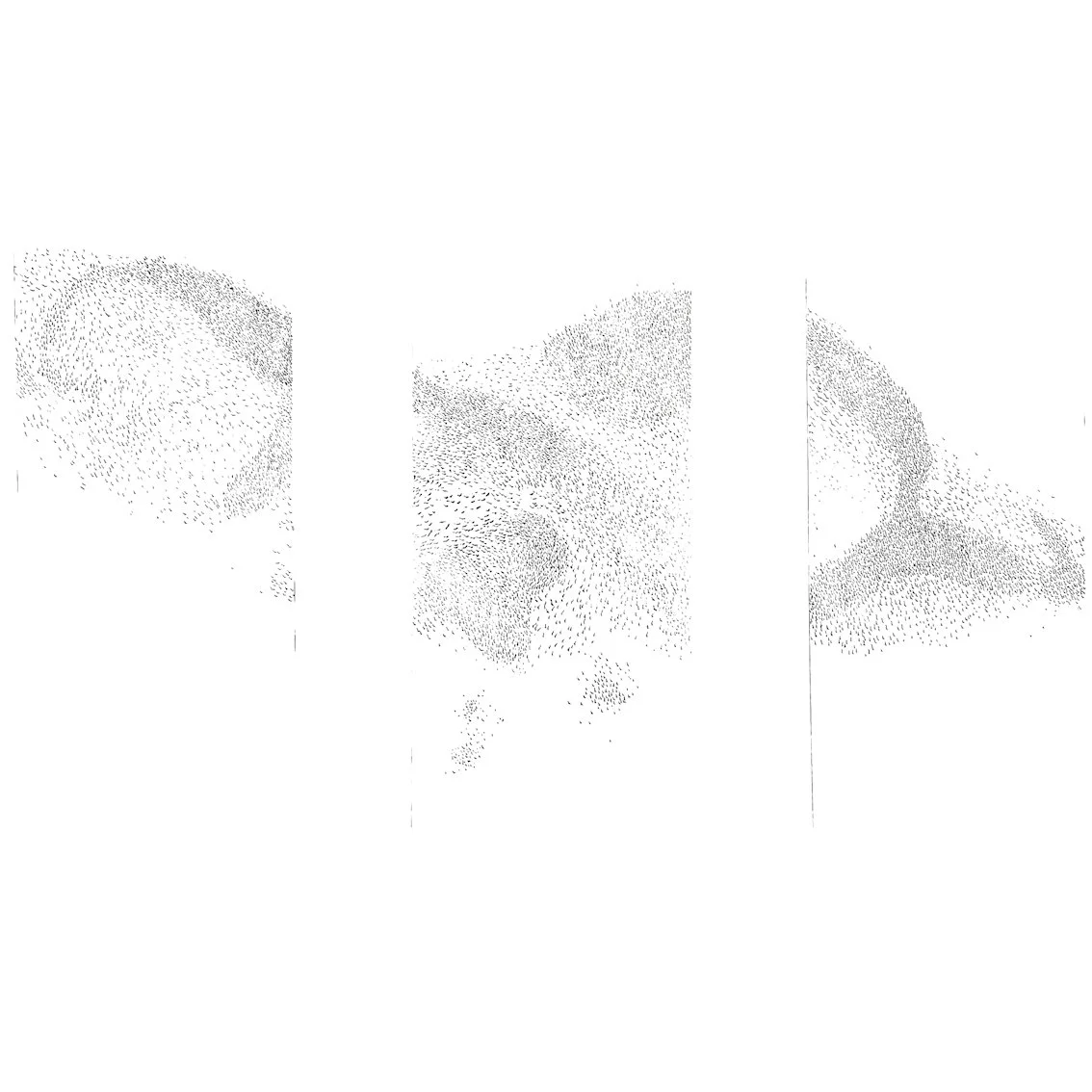 Murmuration state ii b.jpg