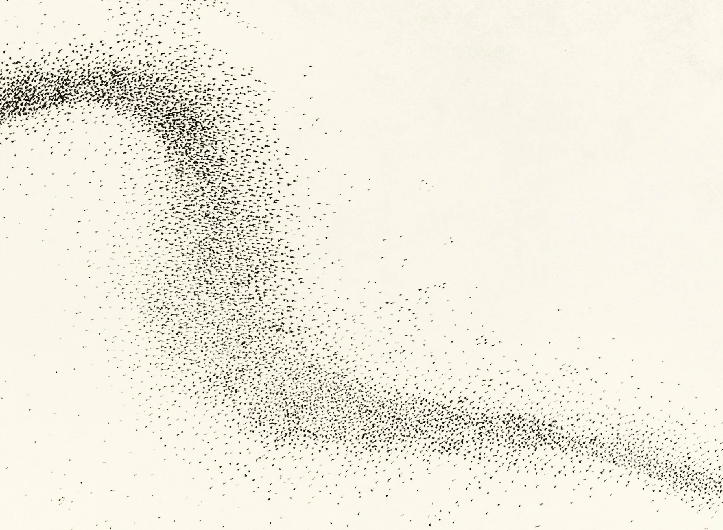 murmuration vi d.jpg