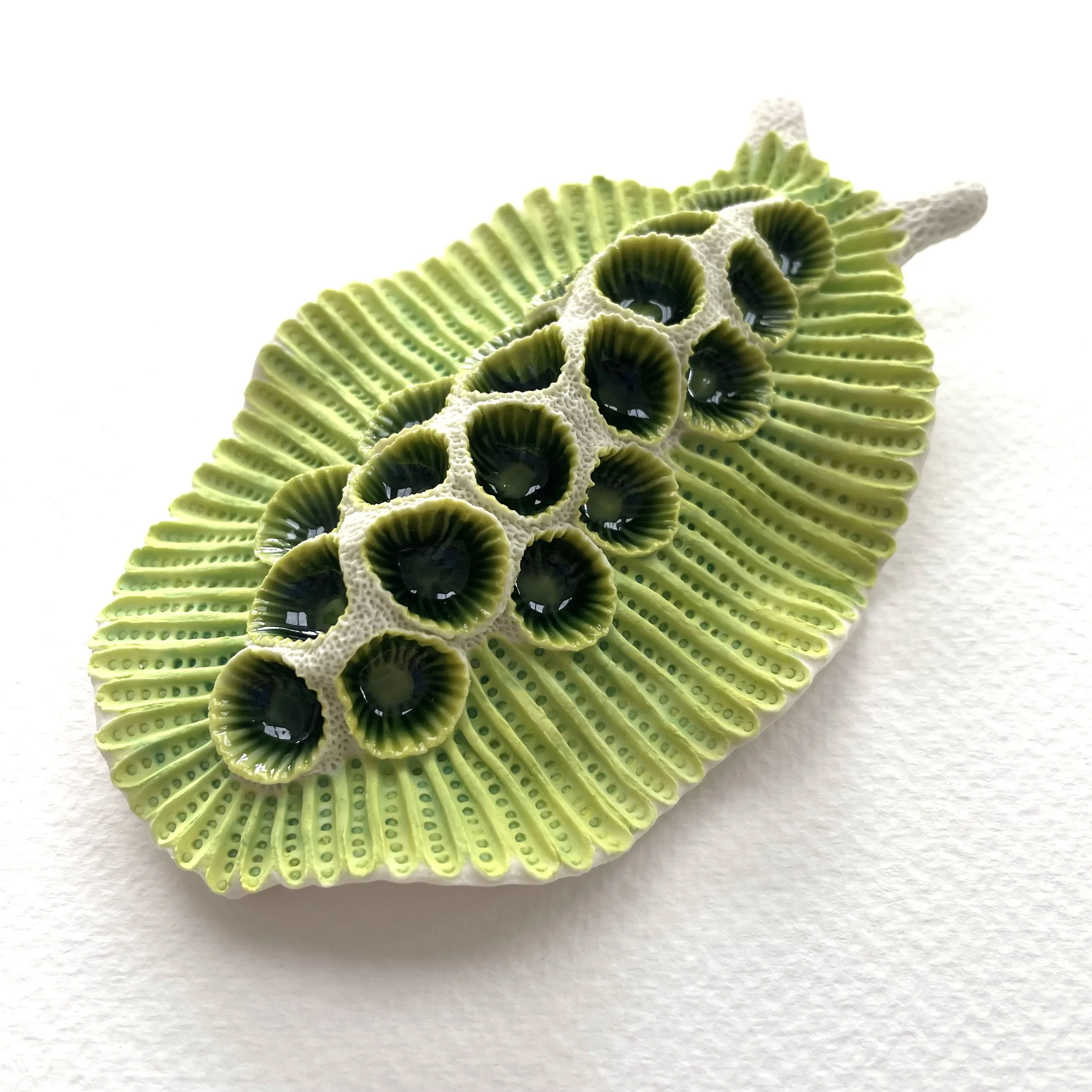Mini Nudibranch 051