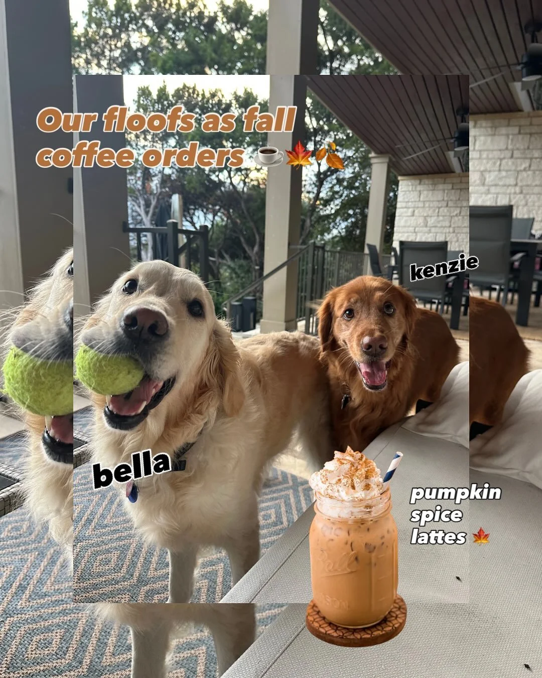 Coffee 🤝🏼 Fall 🤝🏼 Floofs — the perfect trifecta of good vibes 🍁🍂🙂‍↕️💛 If your floof could order something besides a pup cup, what would they get? 🤔