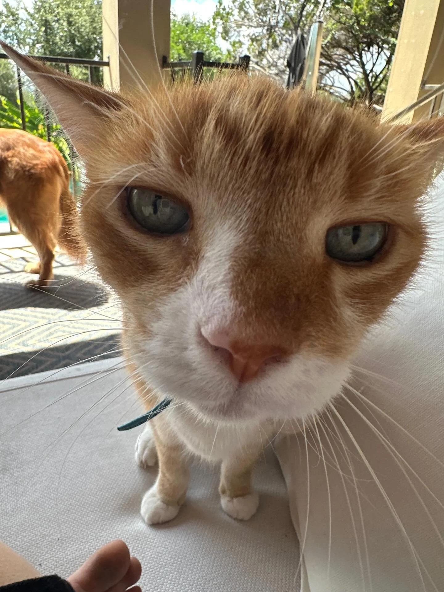 Some of our floofs caught a baddd case of Silly Goose&trade;️🤪 HIGHLY contagious + extremely transferable to humans! 🪿🤧 Stay safe out there!