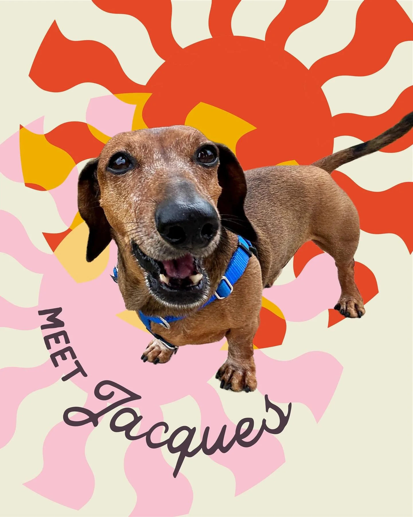 Let&rsquo;s see some waggy tails for our Floof of the Month 👑JACQUES!👑

Likes: snack time, walks, humans 🦴🧑🏻
Dislikes: golfers, thunderstorms, alone time ⛈️❌
Go-to Floof Service: overnights 🌙

Jacques runs a tight ship, and here are some things