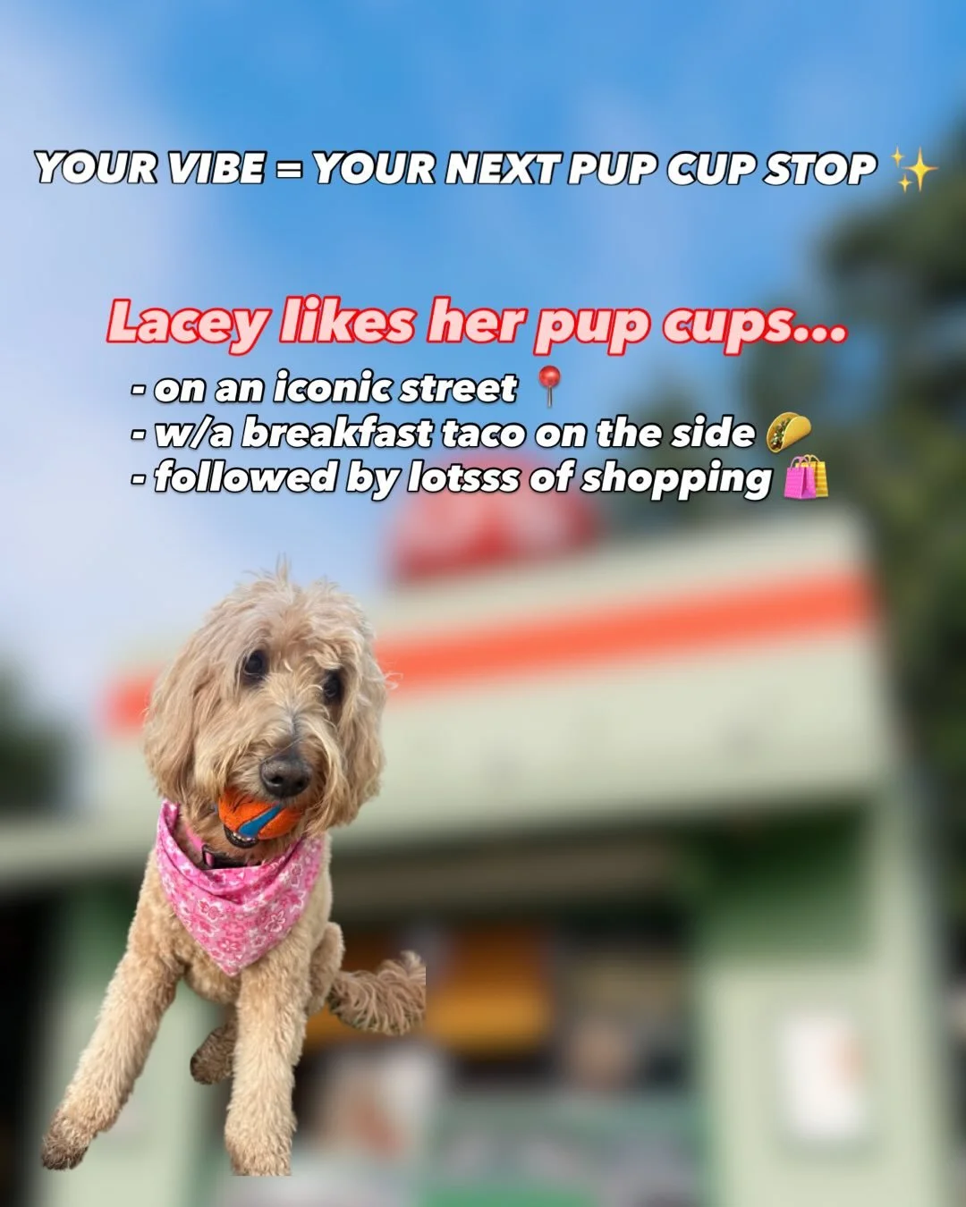 ✨YOUR VIBE = YOUR NEXT (local!) PUP CUP STOP ✨

Our floofs broke down all their favorite Austin spots 💕 Where ya headed first? ☕️🍂🗺️