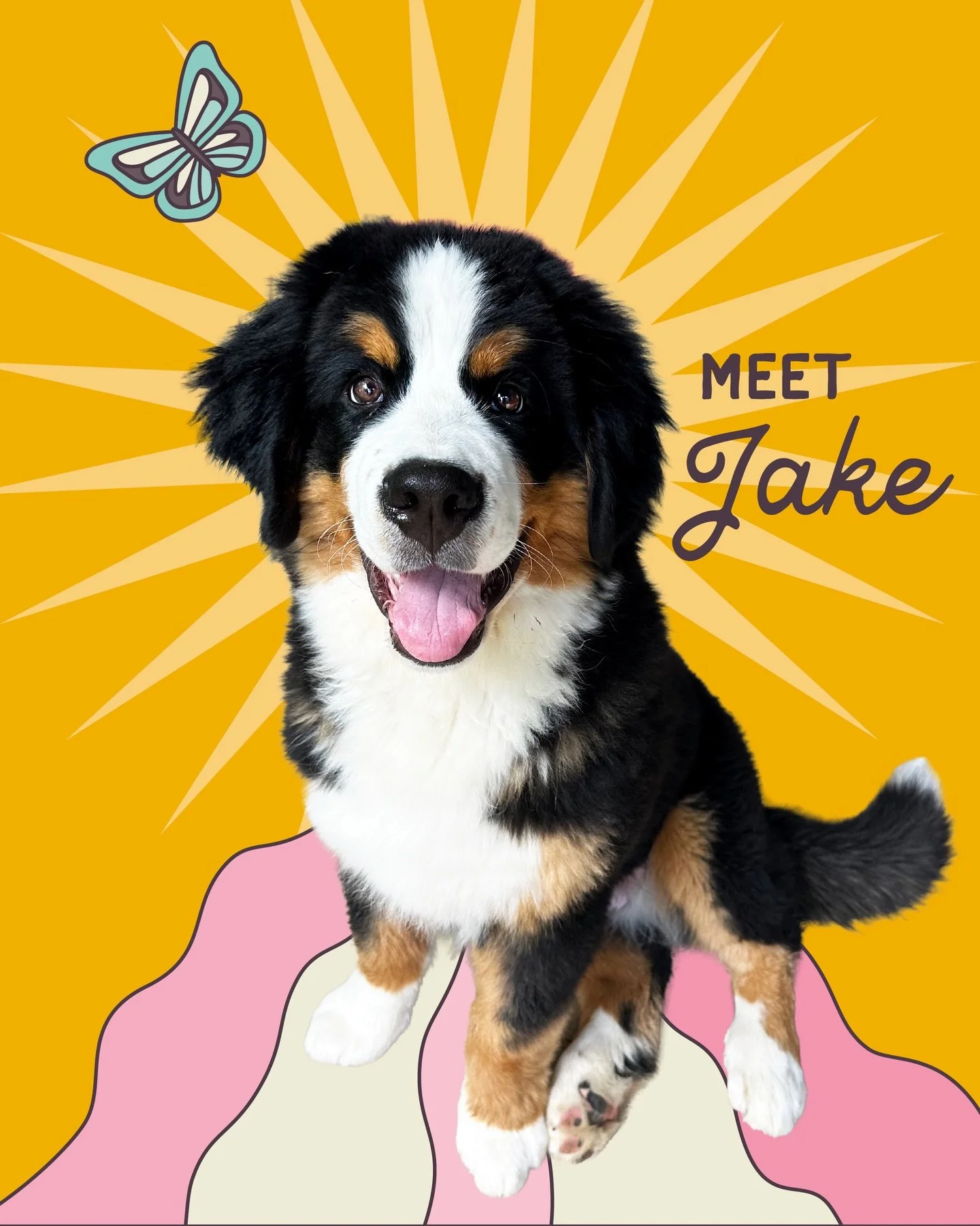Time to get the zoooooomies for our Floof of the month JAKE!!!! 🥳🤩

Likes: Cuddles with a side of treats 🫂🦴
Dislikes: Brooms 🧹❌
Go-to Floof Service: Overnights with his big sis, Nya 🏡

With his endless zoomies and a million-dollar smile, it&rsq