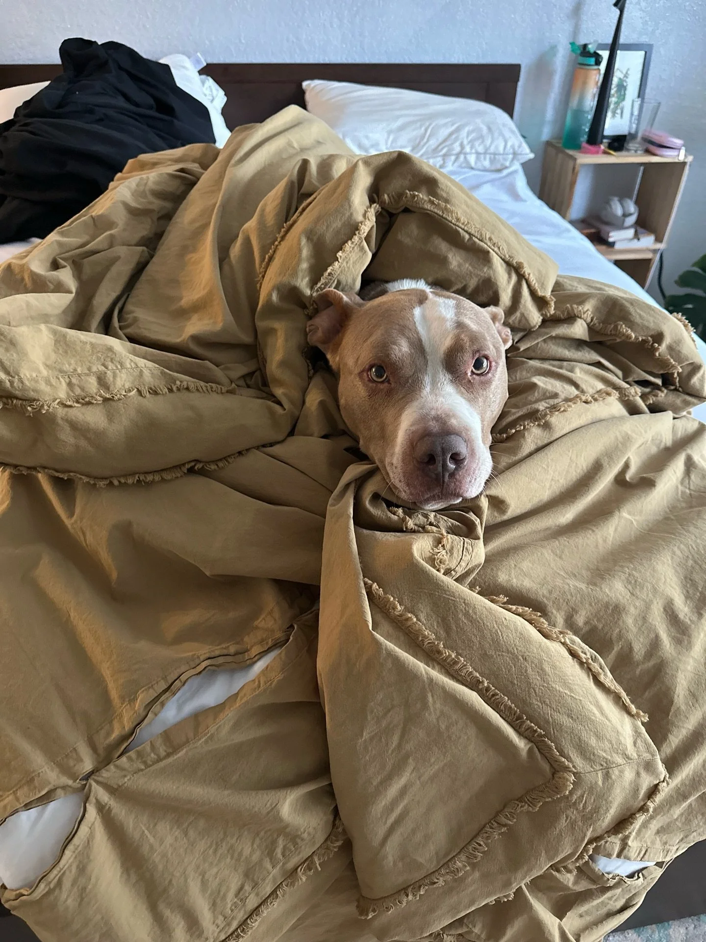 Every Floof enjoys this cooler weather a little differently🥶☃️