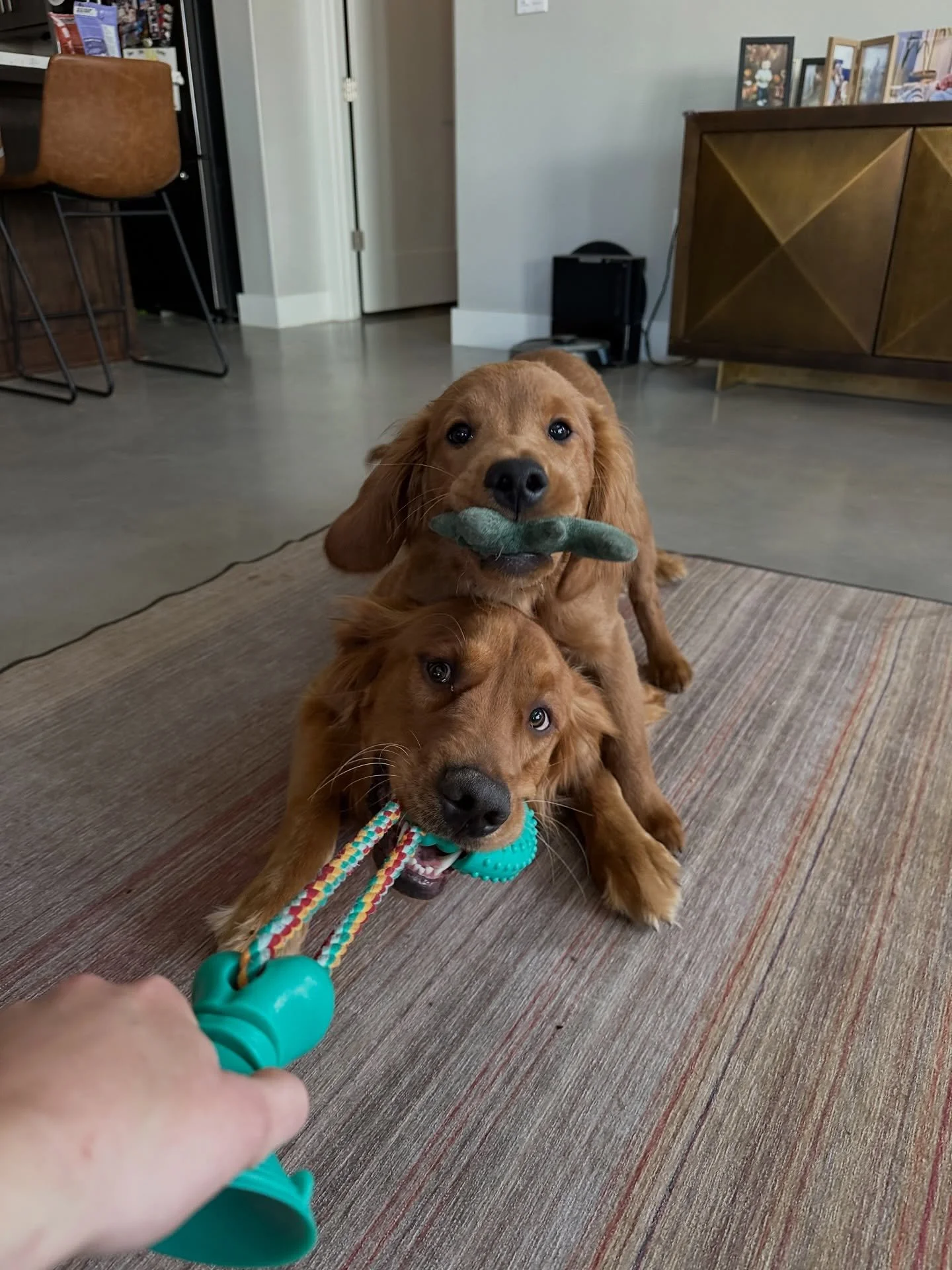 It&rsquo;s the most wonderful time of the year&hellip; To annoy your family😝🤝🎄