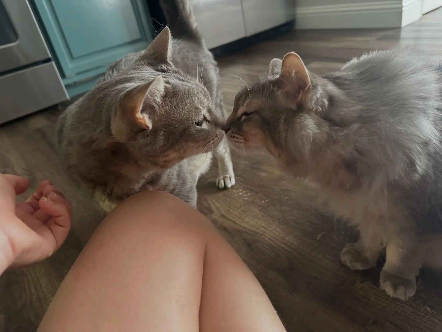 Some post Vday snuggles from our Floofs💛💋