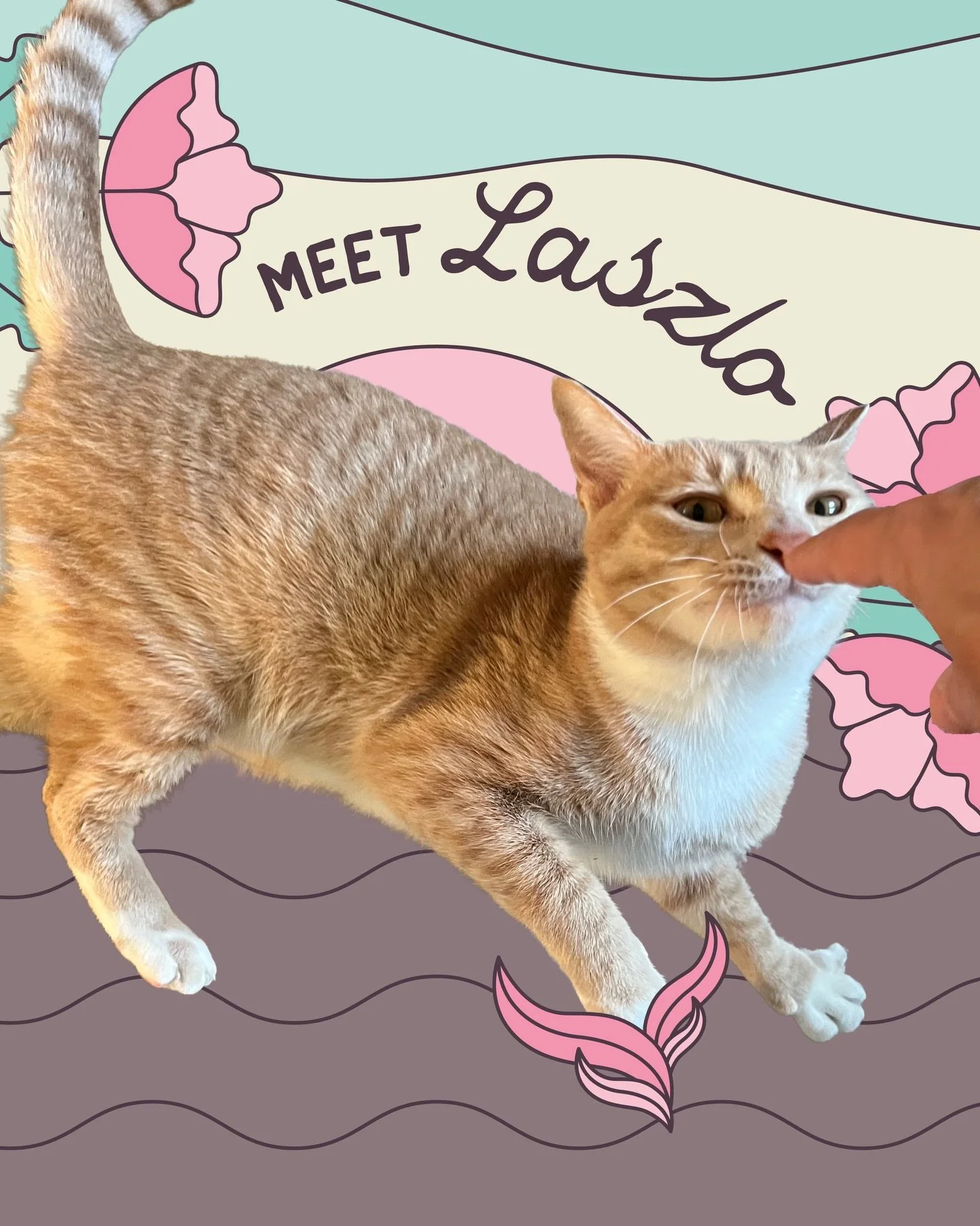 Hear Ye Hear Ye! It&rsquo;s time to celebrate our Floof of the month 😻LASZLO😻

Likes: Ruling from the top of the kitty tower 👑
Dislikes: Being left after a fun hang😔
Go-To Floof service: 30m Drop-ins🏡

Laszlo has few, but very important prioriti