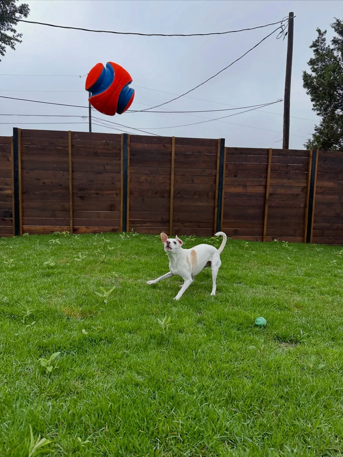 The sun is Shinin&rsquo; and the Floofs are playin&rsquo;☀️🎾💛