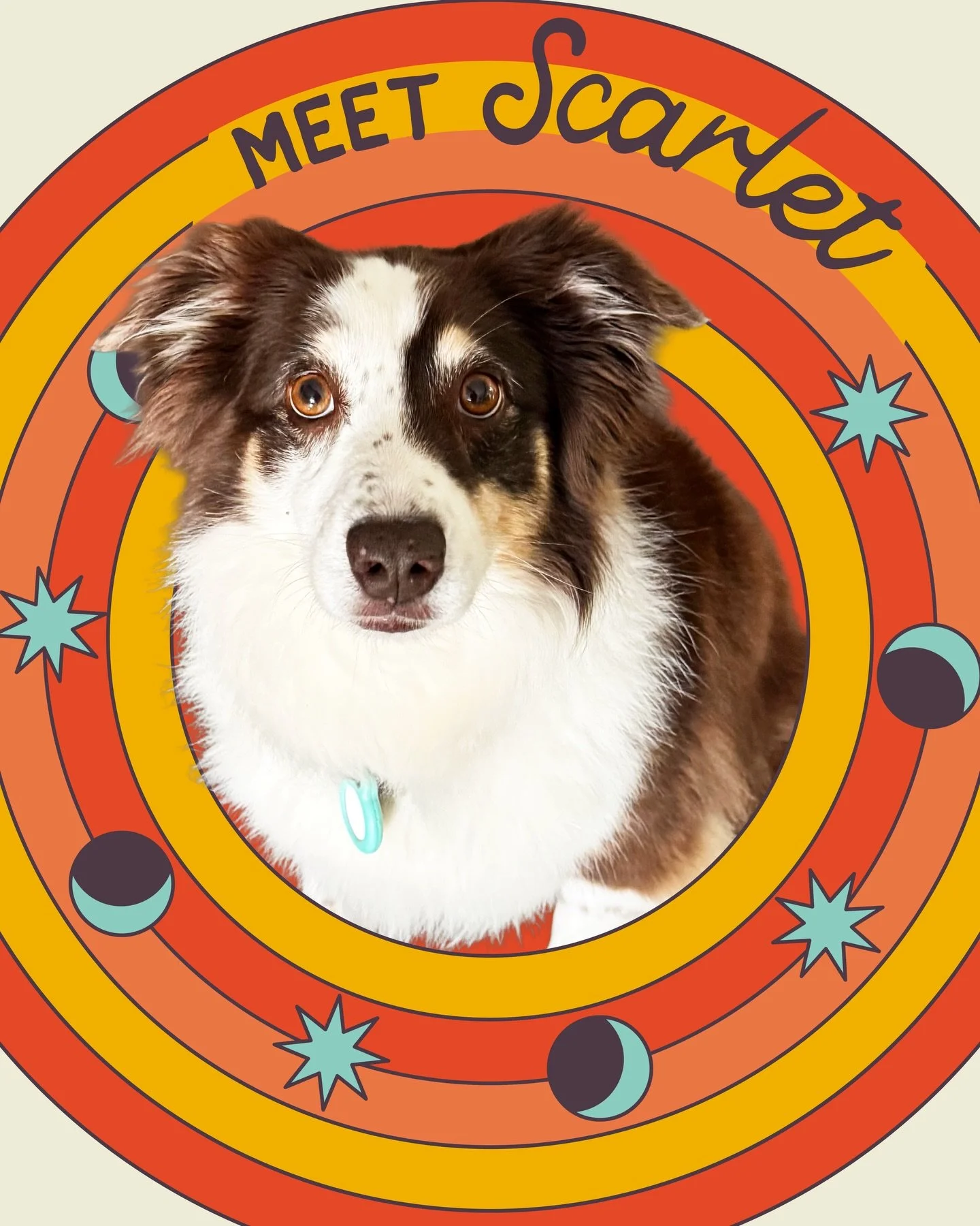 Everyone get your treats out for our Floof of the month 🦴Scarlet!!🦴

Likes: WIGGLIN 💃
Dislikes: Advances in treat locking technology🤨
Go-To Floof Service: Overnights with her &ldquo;little&rdquo; brother, Olaf 🌙🏠

Scarlet is truly the full pack