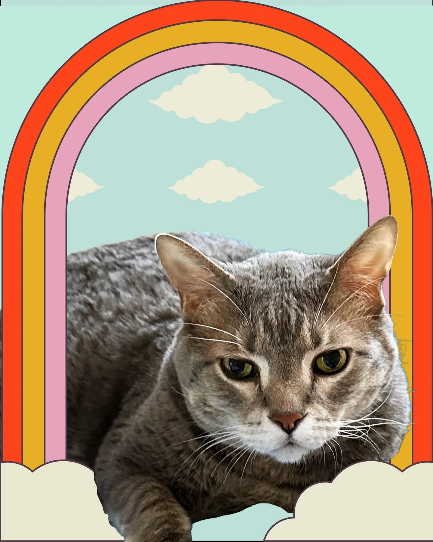 We are so sad to say that our beloved mean-mugging Beeps has crossed the Rainbow Bridge, and we want to take a moment today to honor him💛🌈

It&rsquo;s never easy to say goodbye, but it was even harder for Beeps to say hello; he knew every visit fro