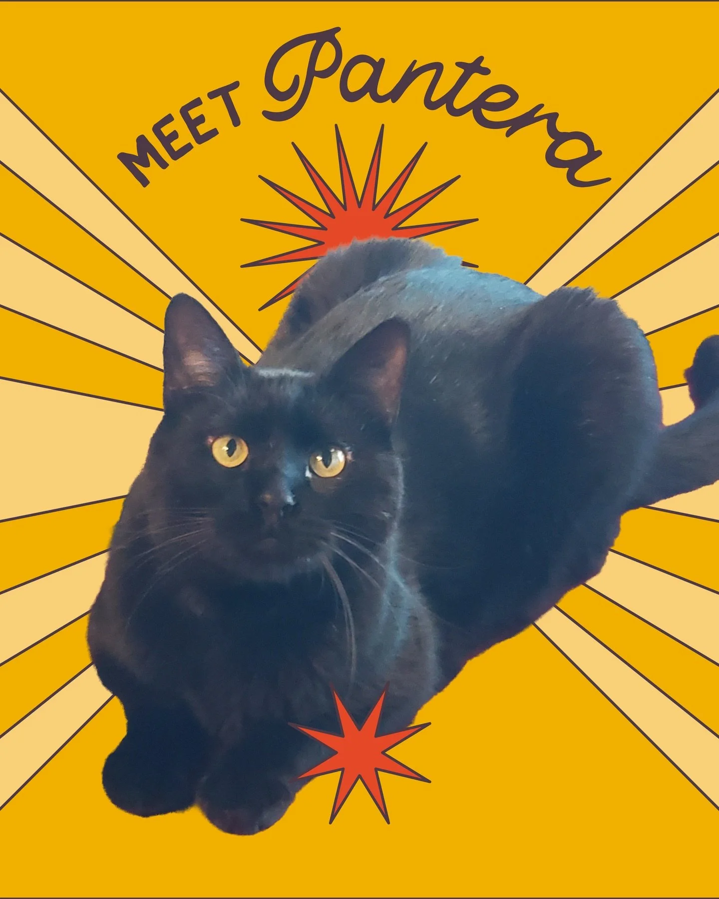 Put your paws UP for our Floof of the month 🖤PANTERA!!!🖤

Likes: Channeling his inner jungle cat 🧘
Dislikes: Getting the drool wiped off his face🤤
Go-To Floof Service: Drop-ins ⬇️👋

Pantera is the ultimate ✨loverboy✨He will spend hours chatting 