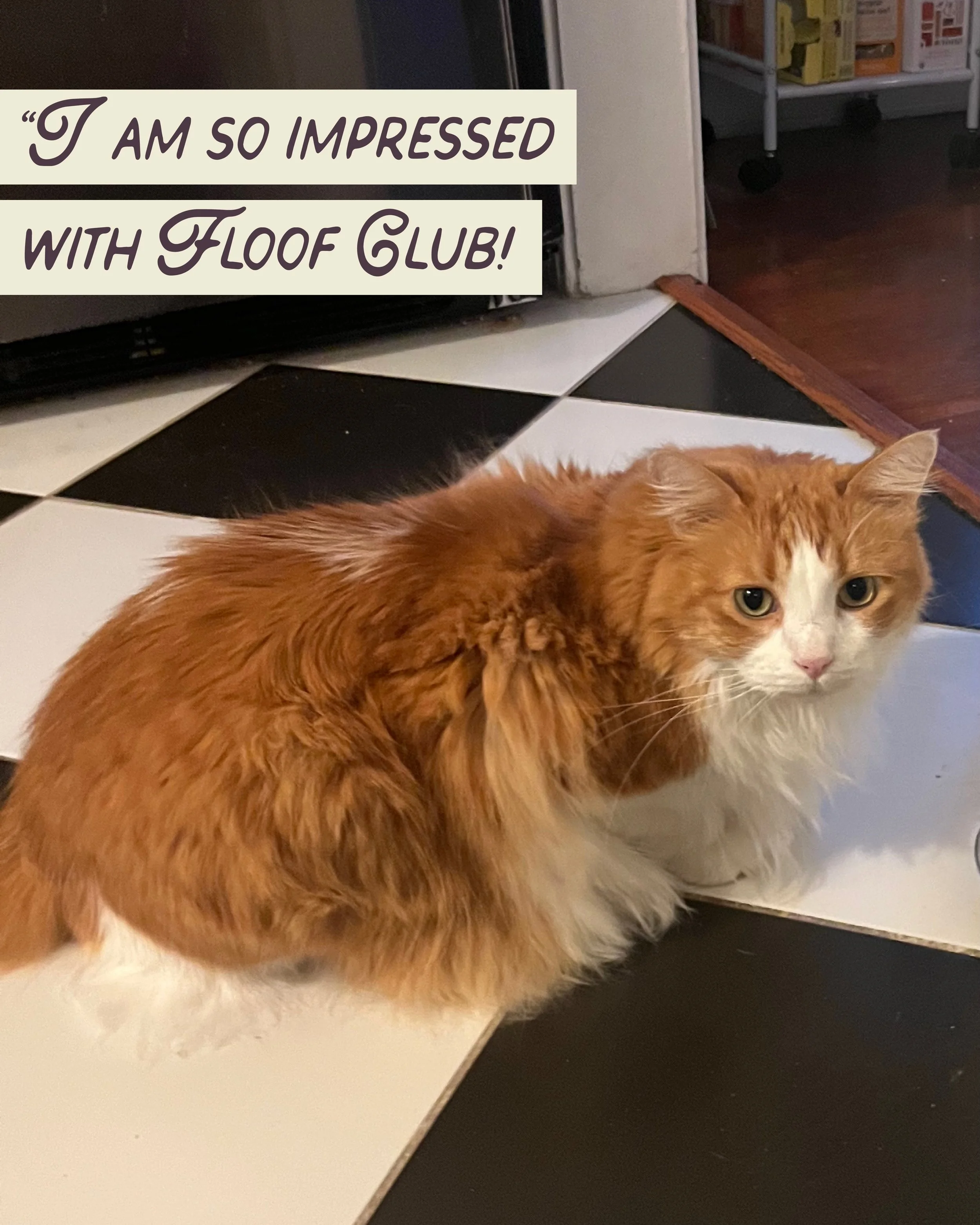 Thank you for the nicest review, Samantha ✨😻 We love spending time with Leo, and it is so special to us that he is at ease in our care! 💛

As well as having the fluffiest cat, Samantha is a talented artist! Check out her pet portraits @sweetgum.gal