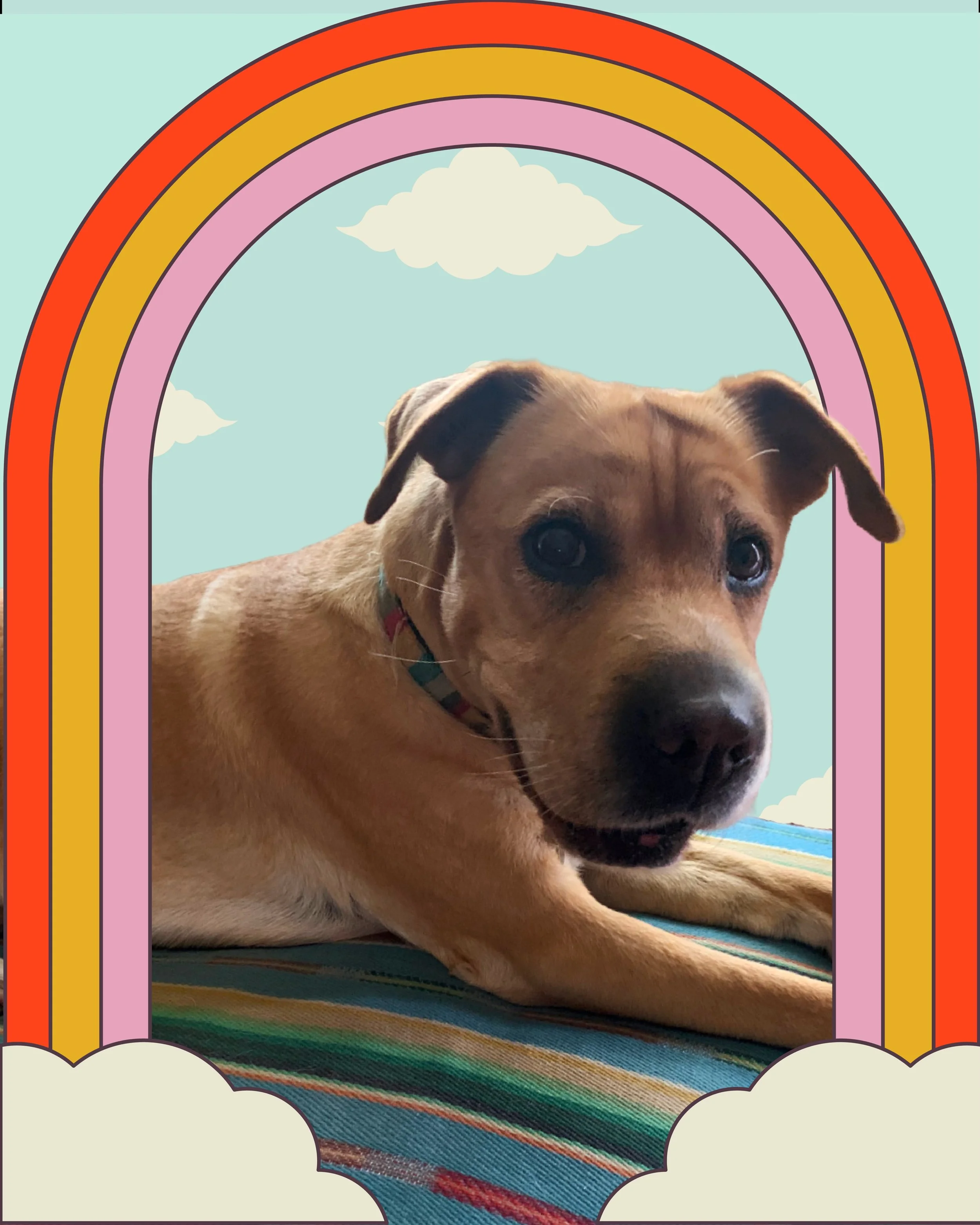 Today, we want to take a moment to say goodbye to one of our first Floof Club clients, Delilah 💛 

Delilah was a shy girl who had a tough start in life, but once she warmed up to you, there was no going back. Her soft, wrinkly body was entirely sola