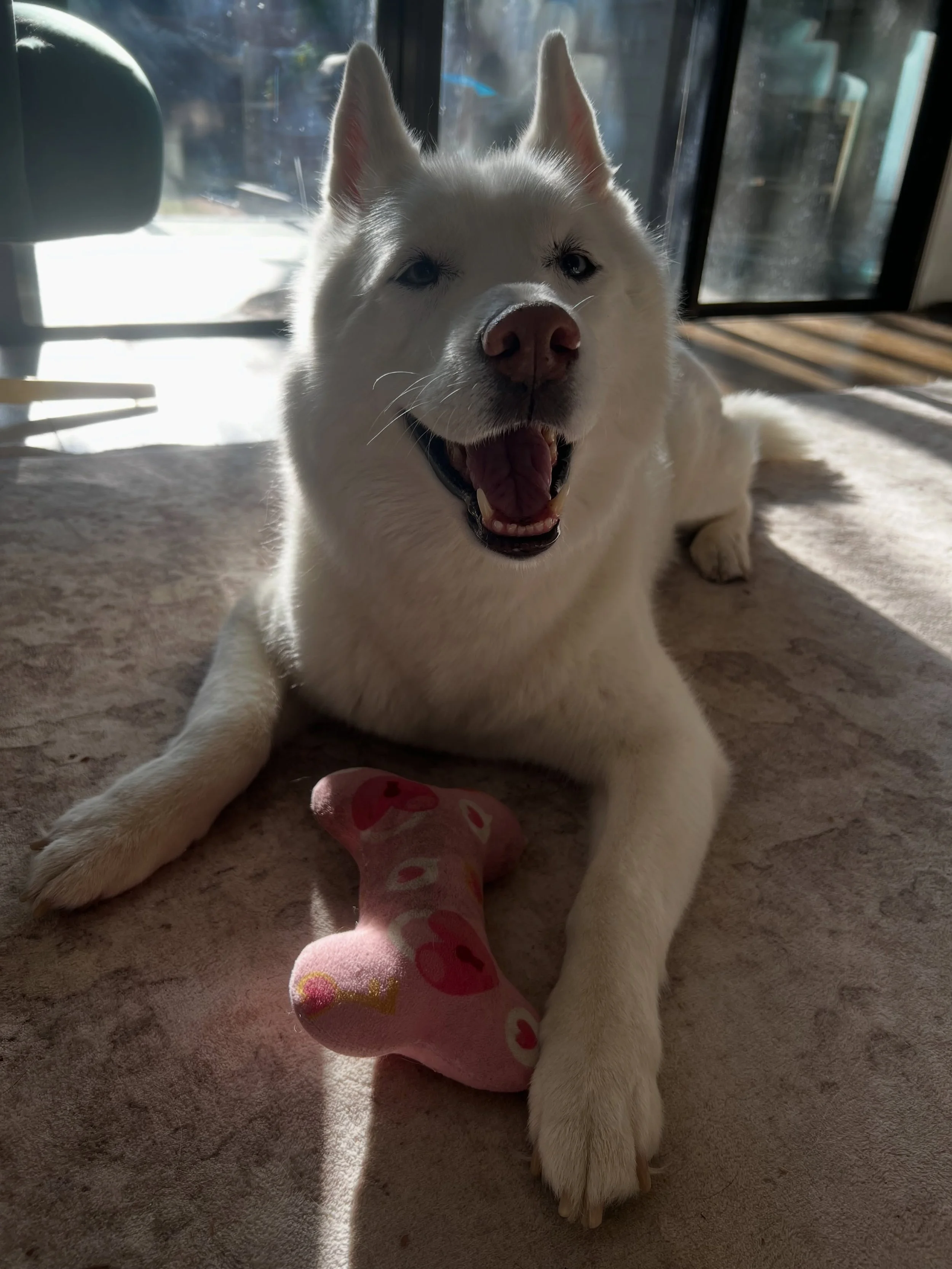 TGIF?? More like TDIN (thank Dog it&rsquo;s Nya!!!!)🎾🦴💛
