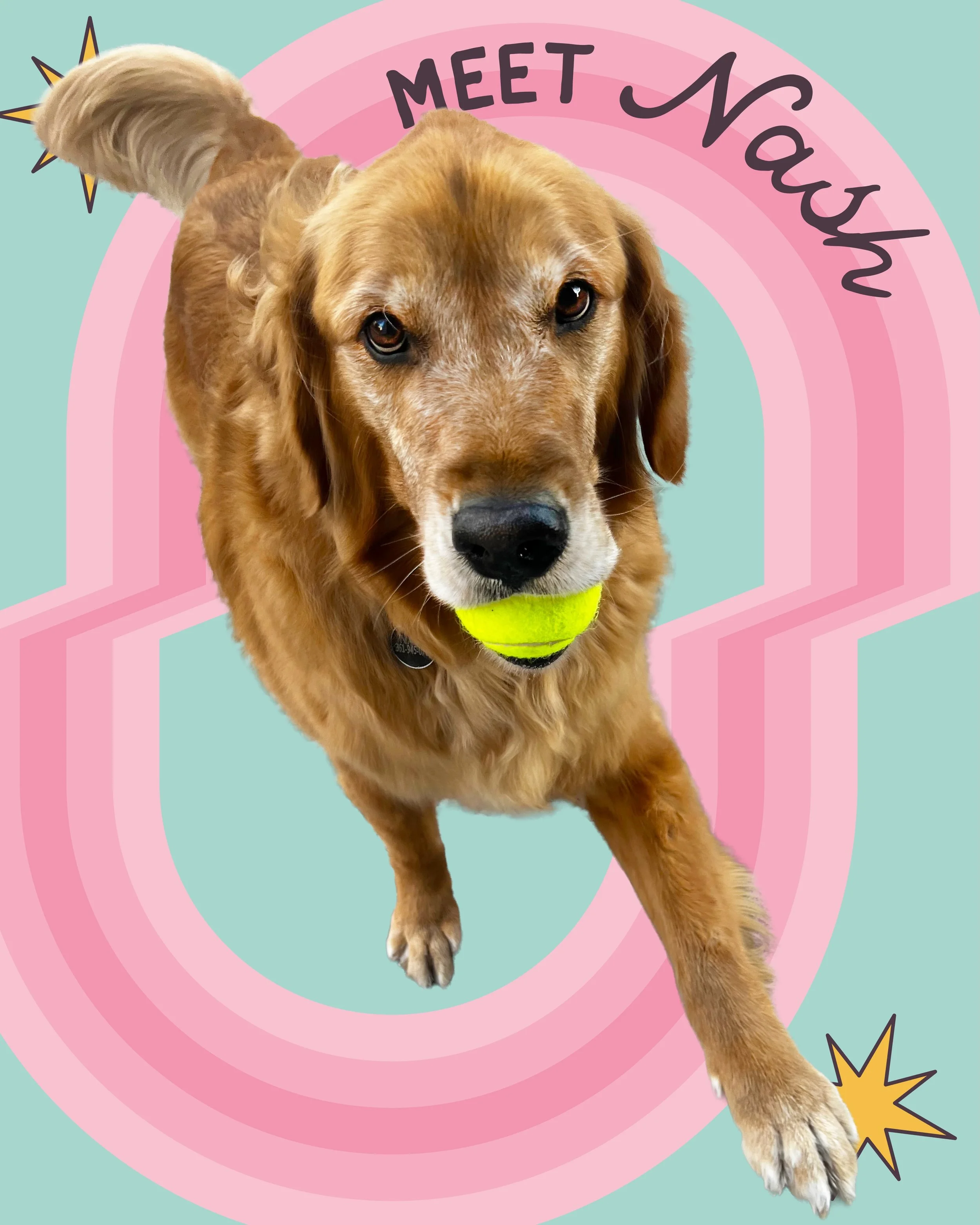 ✨It&rsquo;s time to celebrate our Floof of the month 🥳NASH!!!🥳✨

Likes: His special stuffies 🐑🍄
Dislikes: Bigger dogs (who do they think they are?) 😡🫈
Go-To Floof Service: Overnights and Drop-ins with his kitty roomies 🏡🕑

If you&rsquo;ve eve