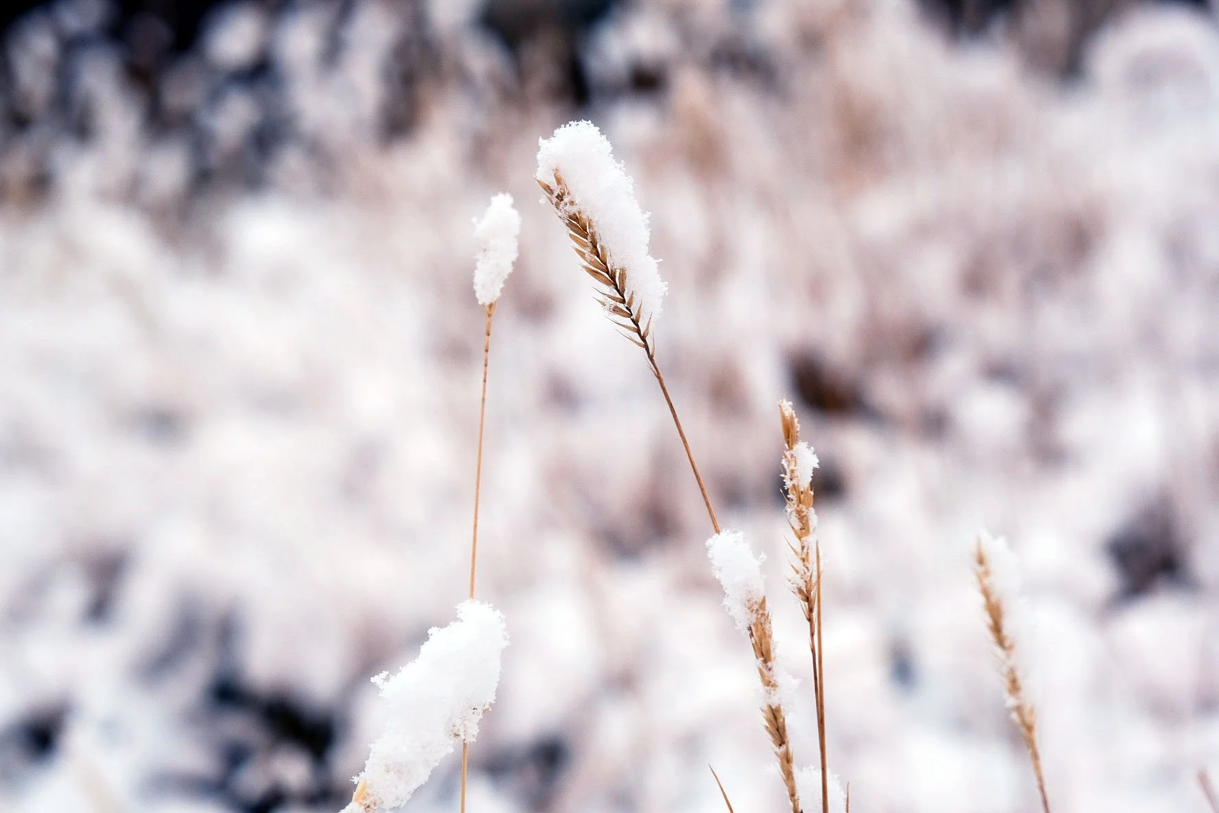FirstSnow.JPG