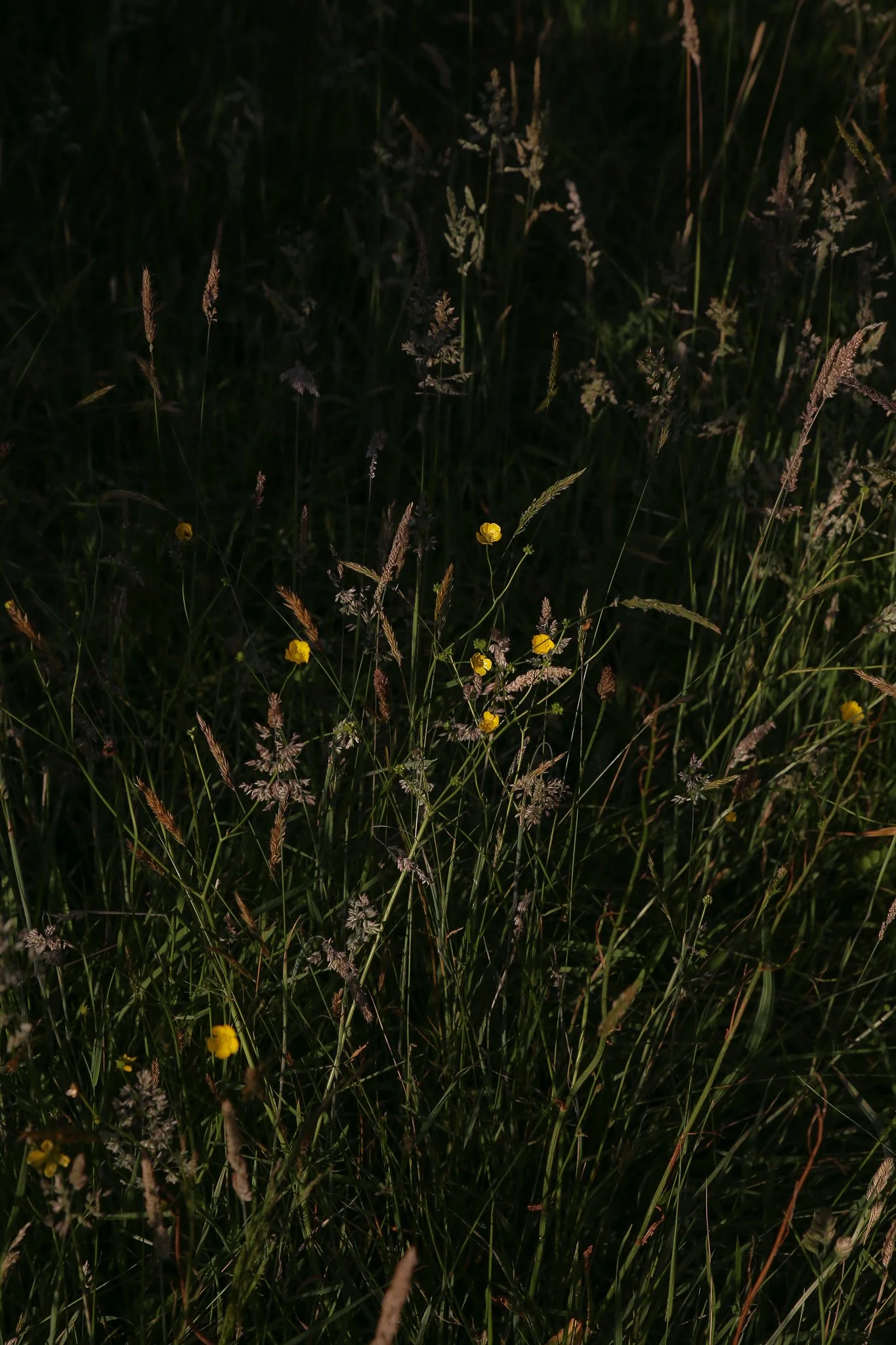 Solstice 2022 088.JPG