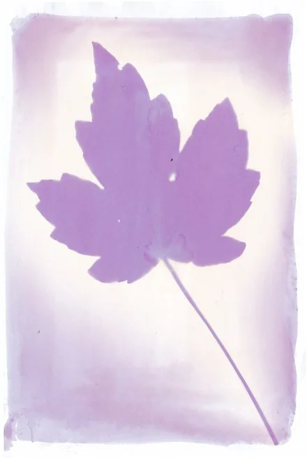 A purple leaf silhouette with a visible stem on a pale pink and white watercolor background.