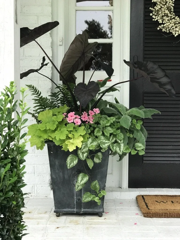 plant papaya in pot Papaya Tree | Carica papaya | Care Guide and Pro Tips - Delivery from  Toronto across Canada