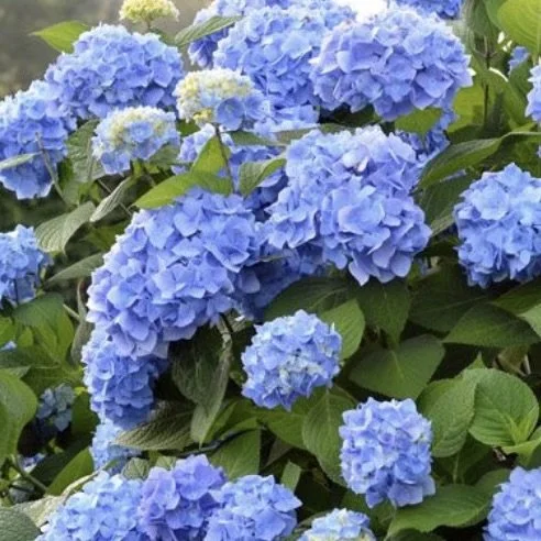 Endless Summer® Hydrangea