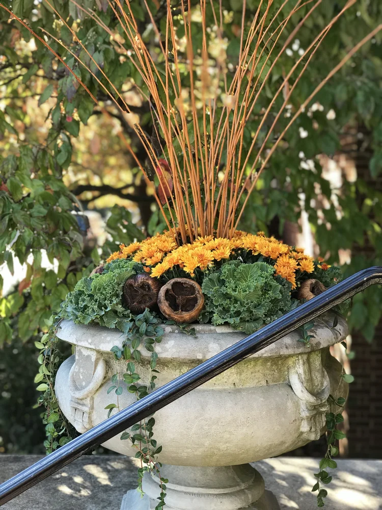 What to Fill Large Outdoor Planters With: Stunning Ideas That Last
