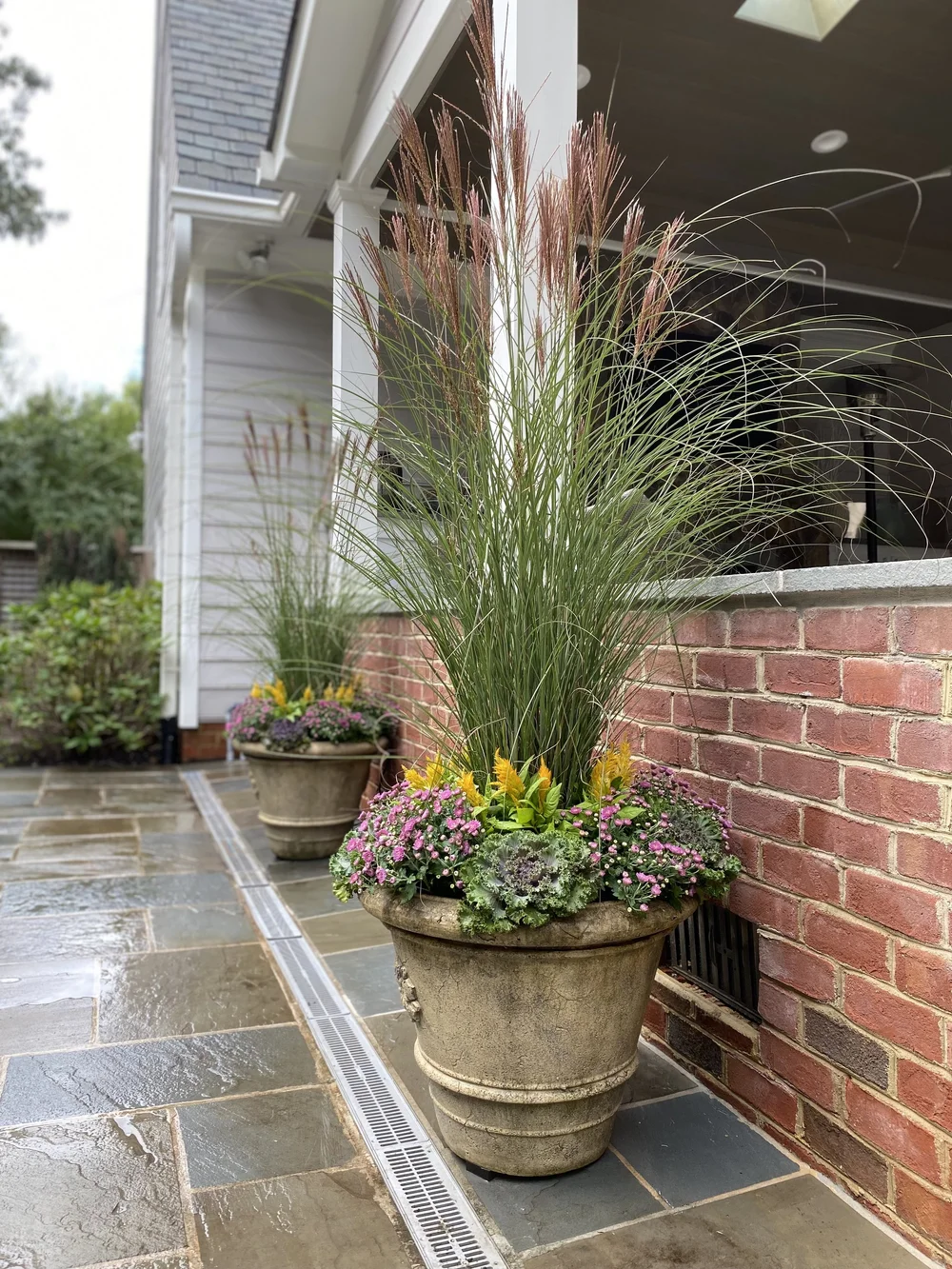 Miscanthus 'Gracillimus'