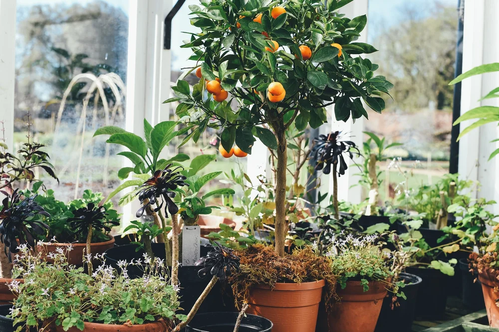 orange tree.jpeg