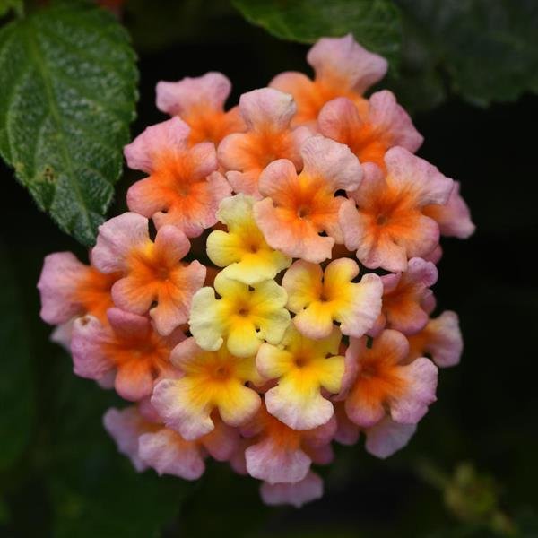 Lucky Peach Lantana (Ball Seed)
