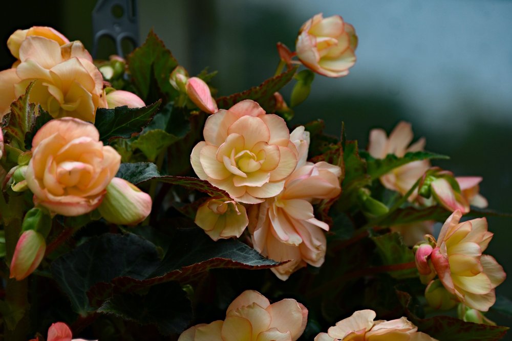 Fragrant Falls Peach Begonia