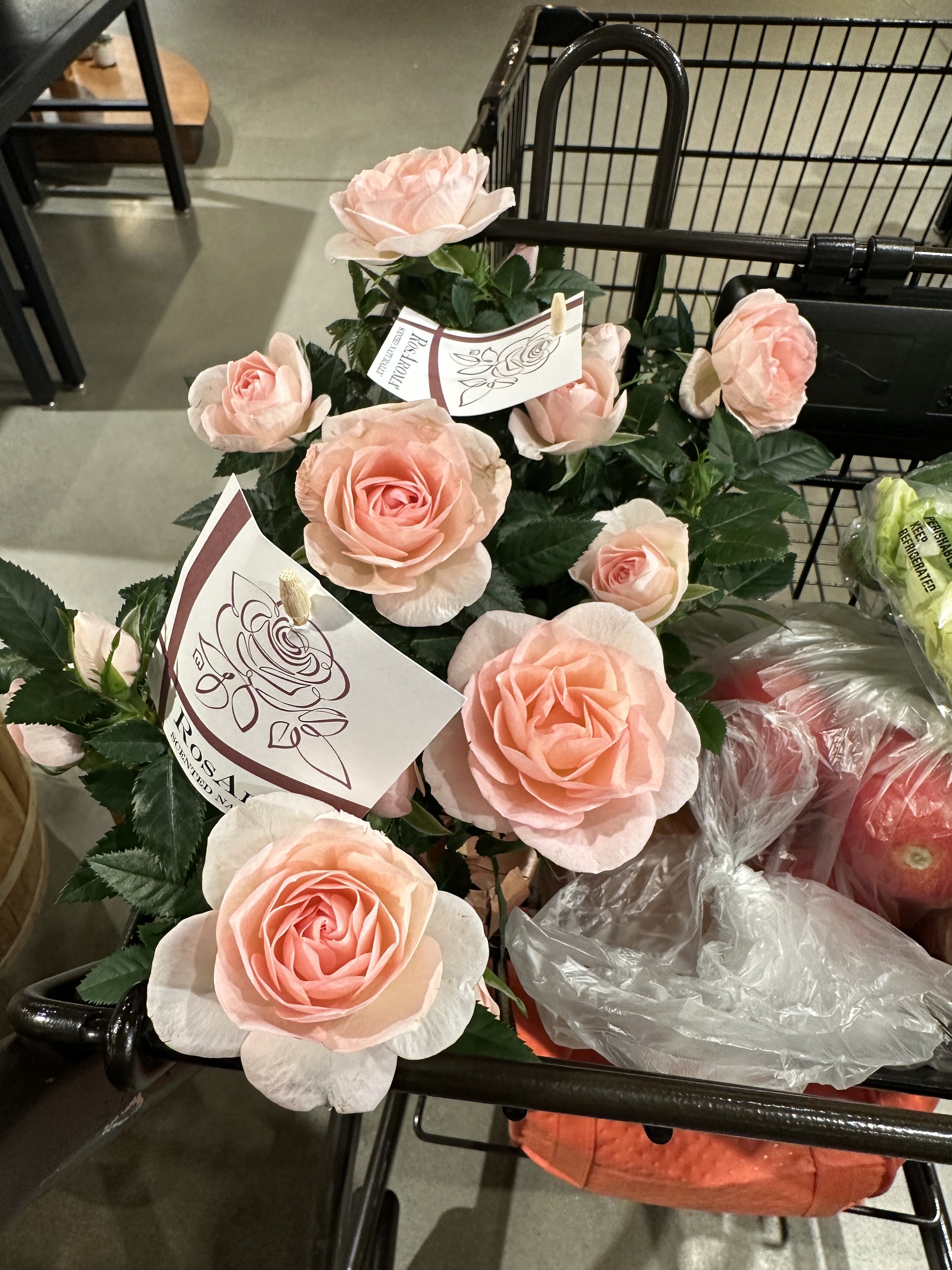 Rose