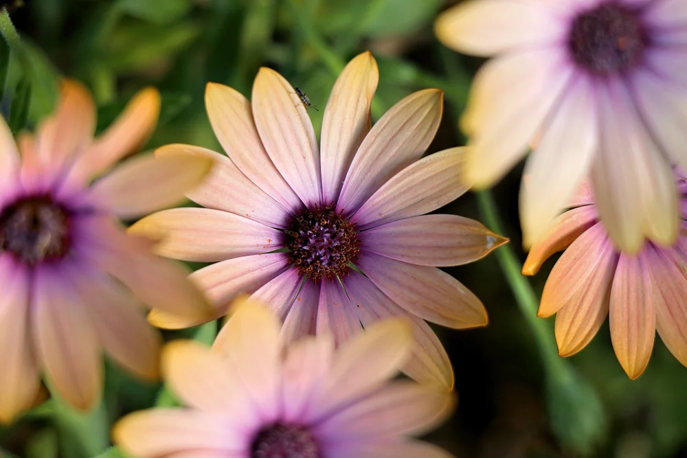 Osteosperumum