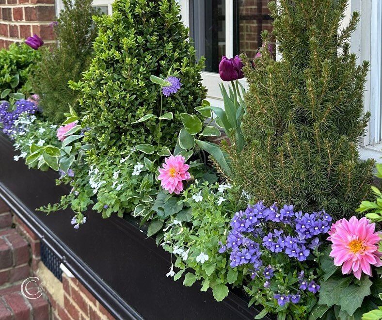 Spring planting season is in full swing! Get my top 5️⃣ tips for nurturing Spring container gardens in the latest blog! Find it in the link in bio or on my website.

#containergardens #springflowers #windowbox #dahlias #gardeningtips